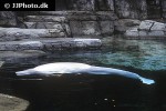 delphinapterus leucas   beluga whale  