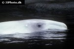 delphinapterus leucas   beluga whale  