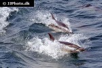 delphinus delphis   short beaked common dolphin  