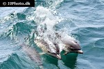 delphinus delphis   short beaked common dolphin  