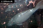 dugong dugon   dugong  