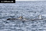 globicephala melas   long finned pilot whale  