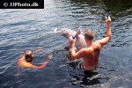 inia geoffrensis   amazon river dolphin  
