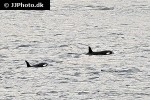 orcinus orca   killer whale  