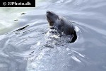 phoca vitulina   harbor seal  