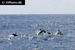 stenella attenuata   pantropical spotted dolphin  
