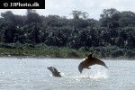 stenella clymene   clymene dolphin  