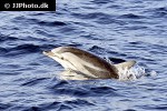 stenella coeruleoalba   striped dolphin  