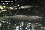 trichechus inunguis   amazonian manatee  