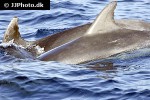 tursiops truncatus   common bottlenose dolphin  