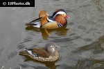 aix galericulata   mandarin duck  