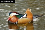 aix galericulata   mandarin duck  