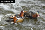 aix galericulata   mandarin duck  