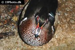 aix sponsa   wood duck  