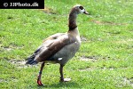 alopochen aegyptiacus   egyptian goose  