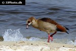 alopochen aegyptiacus   egyptian goose  