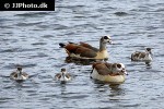 alopochen aegyptiacus   egyptian goose  