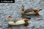 alopochen aegyptiacus   egyptian goose  