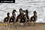 alopochen aegyptiacus   egyptian goose  