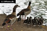 alopochen aegyptiacus   egyptian goose  