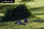 alopochen aegyptiacus   egyptian goose  