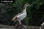 alopochen aegyptiacus   egyptian goose  