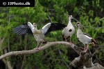 alopochen aegyptiacus   egyptian goose  