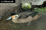 anas hottentota   blue billed teal  