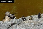 anas platyrhynchos   mallard  