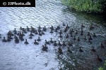 anas platyrhynchos   mallard  