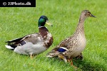 anas platyrhynchos   mallard  