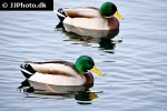 anas platyrhynchos   mallard  