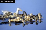 anas platyrhynchos domesticus   domestic mallard  