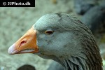 anser anser   greylag goose  