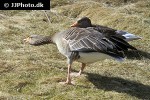 anser anser   greylag goose  