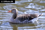 anser anser   greylag goose  