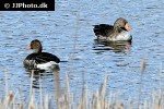 anser anser   greylag goose  