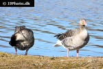 anser anser   greylag goose  