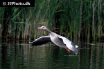 anser anser   greylag goose  