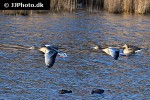 anser anser   greylag goose  