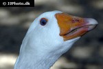 anser anser domesticus   domestic goose  