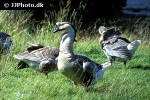 anser cygnoides   swan goose  