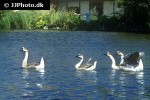 anser cygnoides   swan goose  