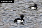 aythya fuligula   tufted duck  