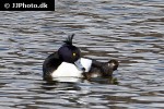 aythya fuligula   tufted duck  