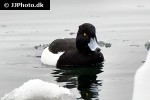 aythya fuligula   tufted duck  