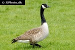 branta canadensis   canada goose  