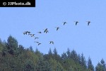 branta canadensis   canada goose  