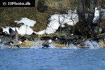 branta canadensis   canada goose  