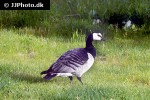 branta leucopsis   barnacle goose  